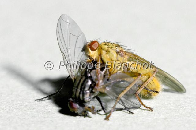 scatophaga et musca.JPG - Mouche à merde (Scatophaga stercoraria) dévorant une mouche domestique (Musca domestica)Diptera, Scatophagidae, MuscidaeFrance